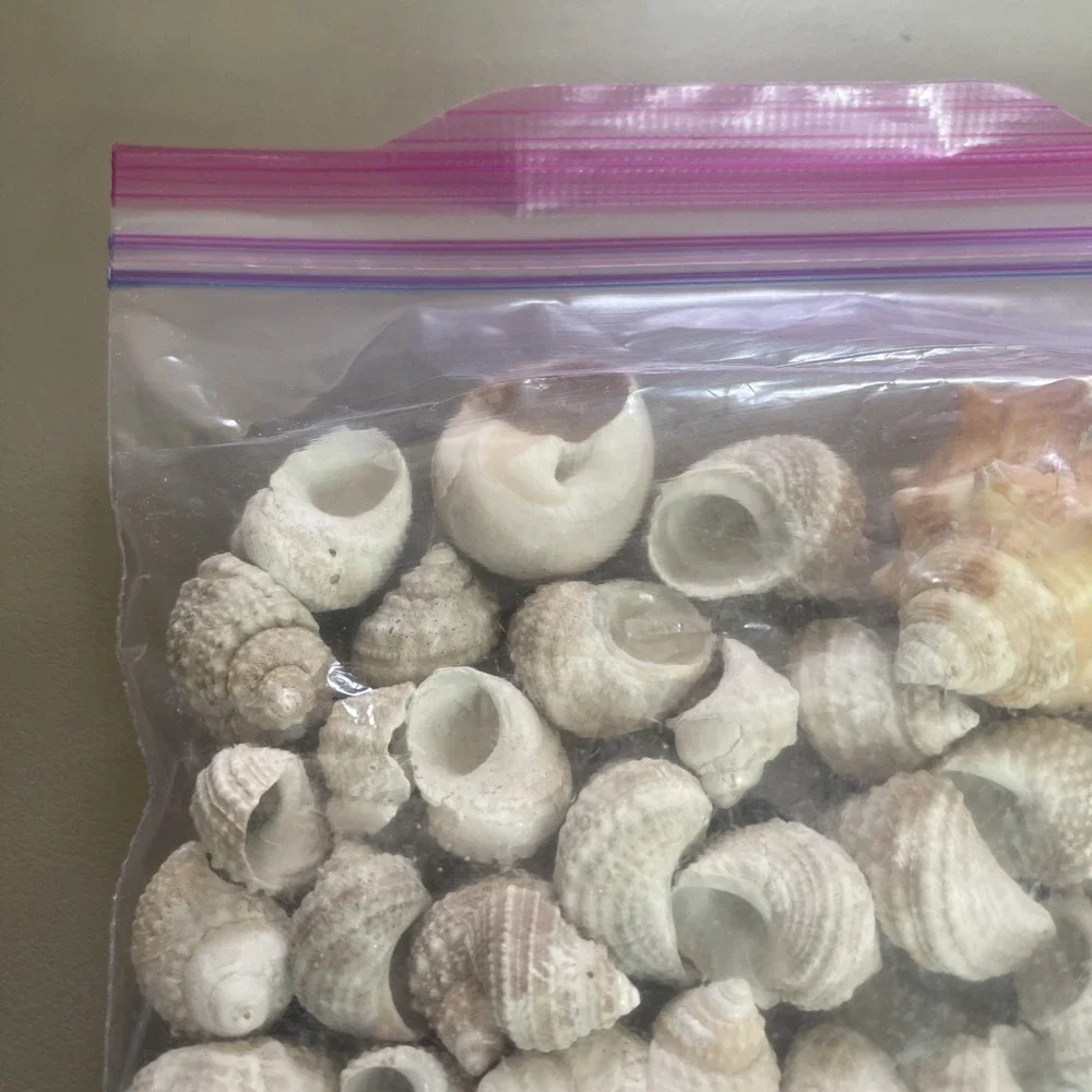 Lot of Natural Sea Shells Beach Assortment Craft Decoration Aquarium Decor